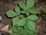 Panax quinquefolium bareroot